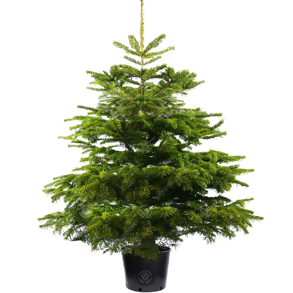 Pot Grown Nordmann Fir Tree