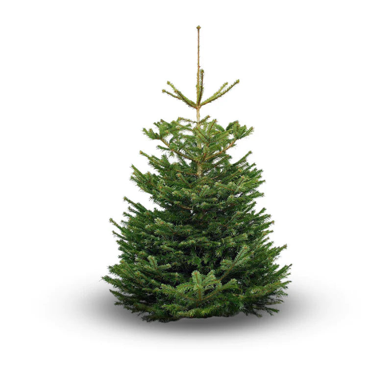Nordmann Fir