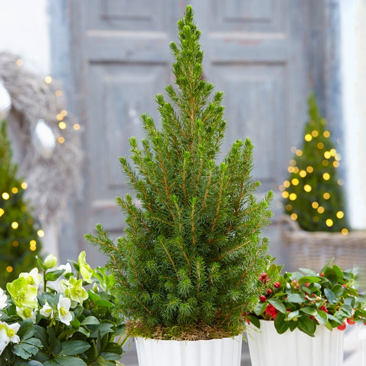 Miniature Potted Christmas Tree