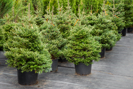 Pot Grown Nordmann Fir Tree