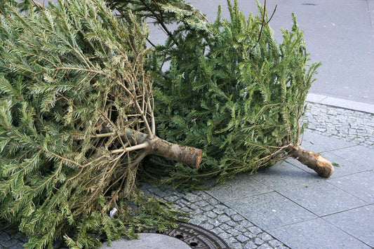 Christmas tree collection & recycling